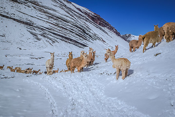 Image showing Llamas in Peru