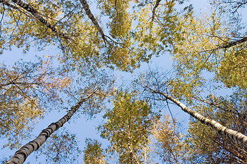 Image showing Birchen forest