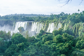 Image showing Jungle of greenery