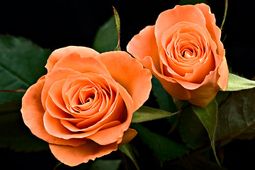 Image showing roses