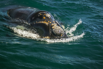 Image showing Whale in waves