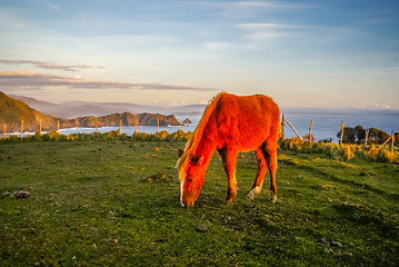 Image showing Feeding horse in Chile