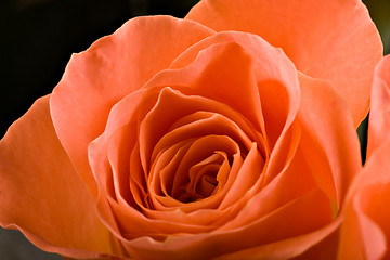 Image showing roses