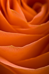 Image showing roses abstract