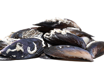 Image showing Empty shells of mussels