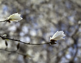 Image showing Two buds of blooming magnolia