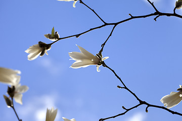 Image showing Spring twigs of magnolia with young flowering buds and blue sky