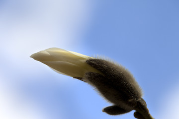 Image showing Bud of blooming magnolia and blue sky in spring day