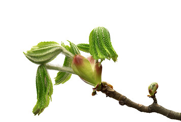 Image showing Spring branch of horse chestnut tree with young green leaves