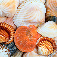 Image showing Shells of anadara and scallops