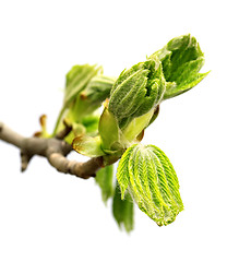 Image showing Spring twig of horse chestnut tree