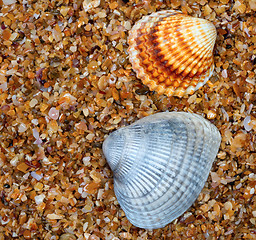 Image showing Two seashell on sand in sun day