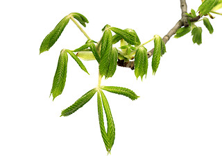 Image showing Spring branch of horse-chestnut tree