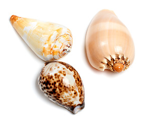 Image showing Three exotic seashells