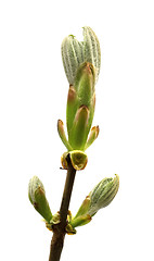 Image showing Spring twig of horse chestnut tree 