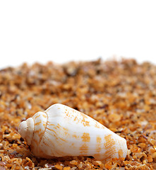 Image showing Shell of cone snail on sand 