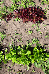 Image showing Young green and red salad lettuce growing in garden