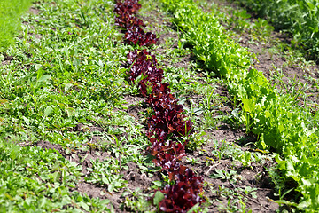 Image showing Rows of young green and red salad lettuce growing in field