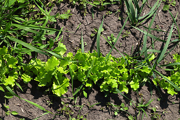 Image showing Green salad lettuce growing in garden