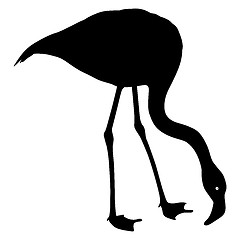 Image showing Silhouette bird flamingo on a white background