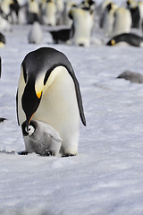 Image showing Emperor Penguins with chick