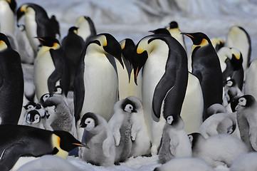 Image showing Emperor Penguins with chicks