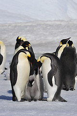 Image showing Emperor Penguins with chicks