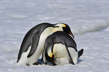 Image showing Emperor Penguins with chick