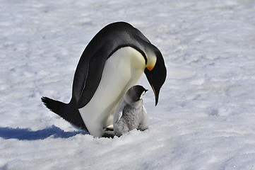 Image showing Emperor Penguins with chick