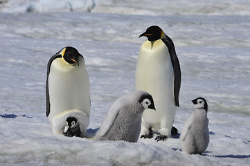 Image showing Emperor Penguins with chicks