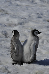 Image showing Emperor Penguin chicks in Antarctica