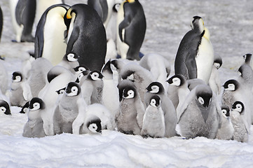 Image showing Emperor Penguins with chicks