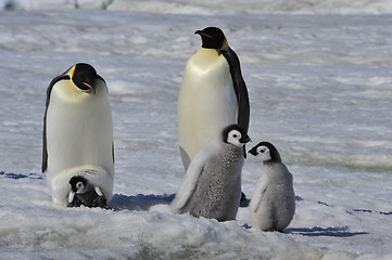 Image showing Emperor Penguins with chicks