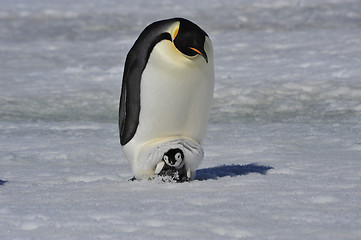 Image showing Emperor Penguin with chick