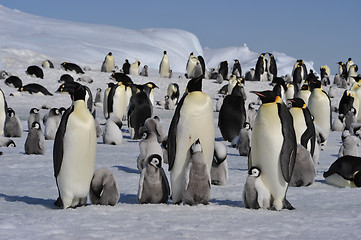 Image showing Emperor Penguins with chicks