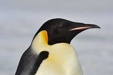 Image showing Emperor Penguin on the snow