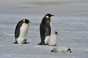 Image showing Emperor Penguins with chicks