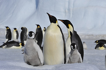 Image showing Emperor Penguins with chicks