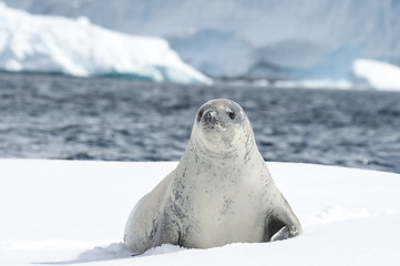 Image showing Crabeater seal on the ice.