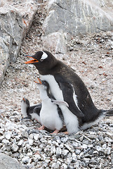 Image showing Adult Gentoo penguiN with chick.