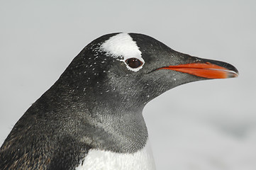 Image showing Gentoo Penguin close up