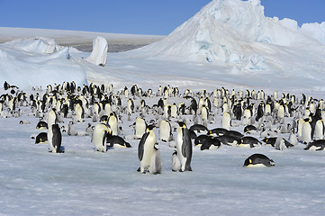 Image showing Emperor Penguins with chicks