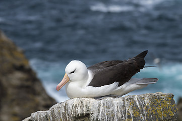 Image showing Black browed albatross Saunders Island