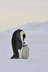 Image showing Emperor Penguin with chick