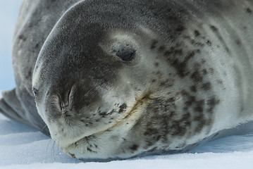 Image showing Leopard Seal on Ice Floe