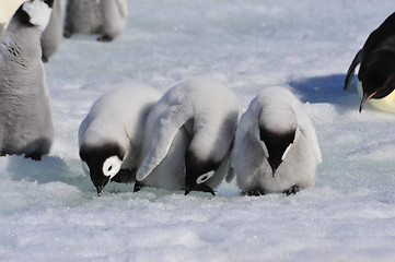 Image showing Emperor Penguin chicks in Antarctica