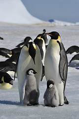 Image showing Emperor Penguins with chicks