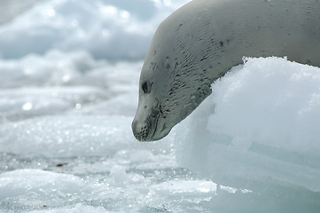 Image showing Crabeater seals on the ice.