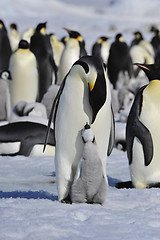 Image showing Emperor Penguins with chicks