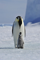 Image showing Emperor Penguin with chick